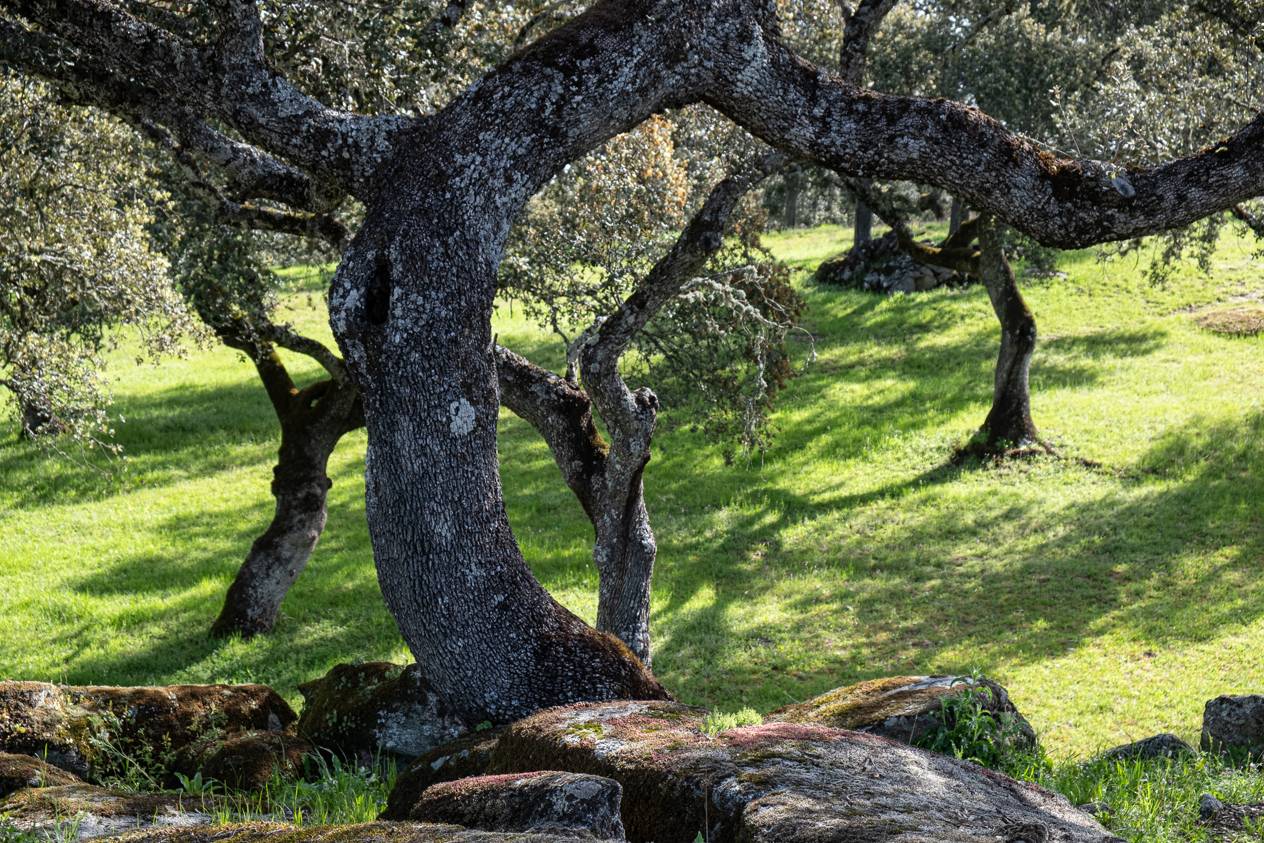 Knorrige Steineichen auf moosbedeckten Felsen